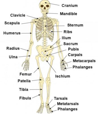 Skeleton-labeled | First Aid Courses Nelspruit